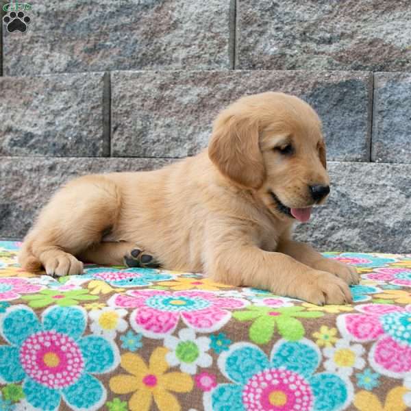 Wyatt, Golden Retriever Puppy